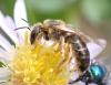 Halictus rubicundus